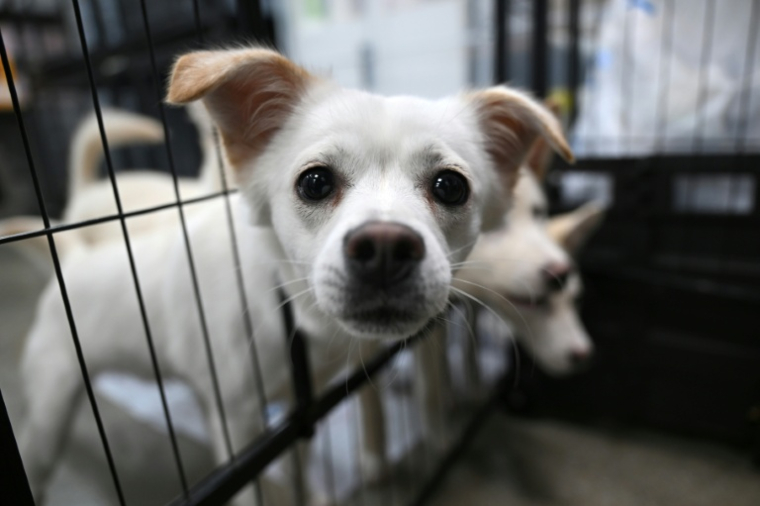 Des chiens sauvés d'abattoirs canins recueillis dans un refuge géré par l'association de défense des droits des animaux KARA à Paju, le 23 juin 2026 en Corée du Sud ( AFP / Jung Yeon-je )