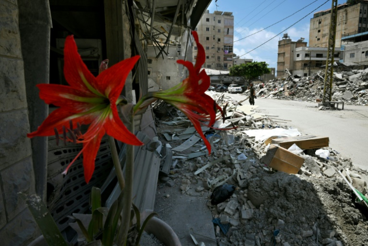 Un pot de fleur au pied d'un immeuble endommagé à Tyr, le 23 juin 2026 après des semaines de guerre entre Israël et le Hezbollah. ( AFP / Joseph EID )