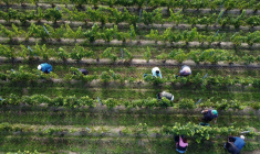 ( AFP / ROMAIN PERROCHEAU )