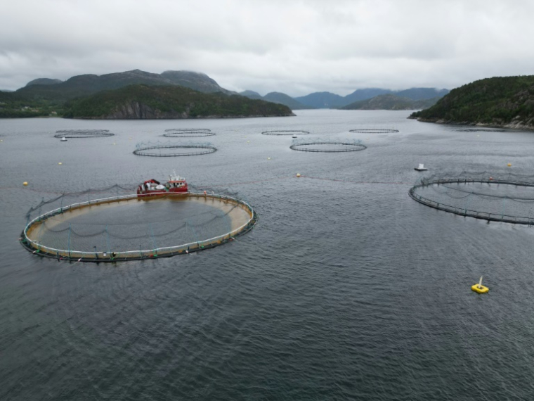 Vue aérienne d'une ferme d'élevage de saumon dans le fjord de Trondheim, le 19 juin 2025 en Norvège ( AFP / Jonathan KLEIN )