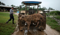 Un homme mennonite se prépare à transporter un cochon sur son tracteur à Masisea, département de Ucayali, Pérou, le 21 mars 2025 ( AFP / ERNESTO BENAVIDES )