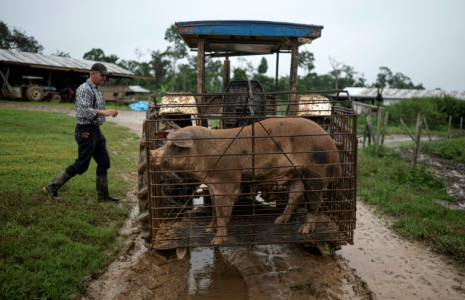 Un homme mennonite se prépare à transporter un cochon sur son tracteur à Masisea, département de Ucayali, Pérou, le 21 mars 2025 ( AFP / ERNESTO BENAVIDES )