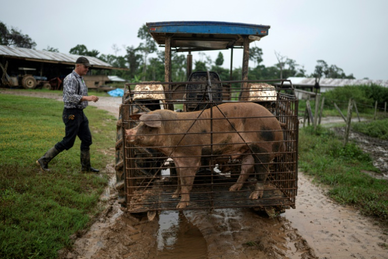 Un homme mennonite se prépare à transporter un cochon sur son tracteur à Masisea, département de Ucayali, Pérou, le 21 mars 2025 ( AFP / ERNESTO BENAVIDES )