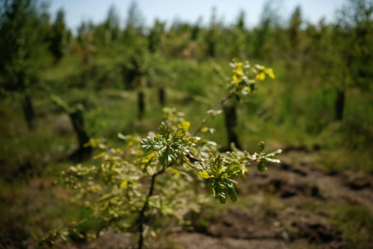 Un jeune chêne pousse dans l'un des champs où plusieurs centaines de milliers d'arbres sont plantés pour reboiser la zone de "La Forêt de Maubuisson" à Méry-sur-Oise, au nord-ouest de Paris, le 29 avril 2025 ( AFP / Ian LANGSDON )