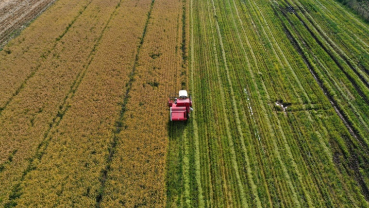 Vue aérienne d'un champ de riz pendant la récolte à Ñiquen, dans la région de Ñuble, le 9 avril 2025 au Chili ( AFP / RAUL BRAVO )