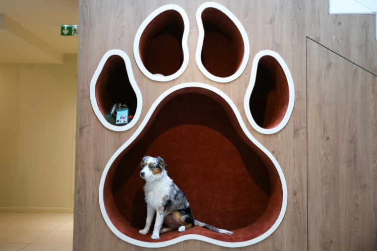 Un chien au social club canin The Dogry à Paris, le 26 août 2025 ( AFP / Xavier GALIANA )