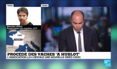 "La mentalité évolue" : L214 porte plainte contre le procédé des vaches "à hublot"