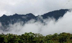 Des forêts en Papouasie-Nouvelle-Guinée, le 16 novembre 2021 ( AFP / Chris McCALL )