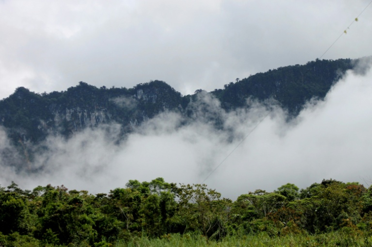 Des forêts en Papouasie-Nouvelle-Guinée, le 16 novembre 2021 ( AFP / Chris McCALL )