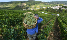 "L'exceptionnel est devenu la norme": une étude basée sur sept siècles de vendanges en Bourgogne prouve que le dérèglement climatique a entraîné une "explosion" des années "extrêmes", de plus en plus précoces ( AFP / PHILIPPE DESMAZES )