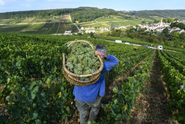 "L'exceptionnel est devenu la norme": une étude basée sur sept siècles de vendanges en Bourgogne prouve que le dérèglement climatique a entraîné une "explosion" des années "extrêmes", de plus en plus précoces ( AFP / PHILIPPE DESMAZES )