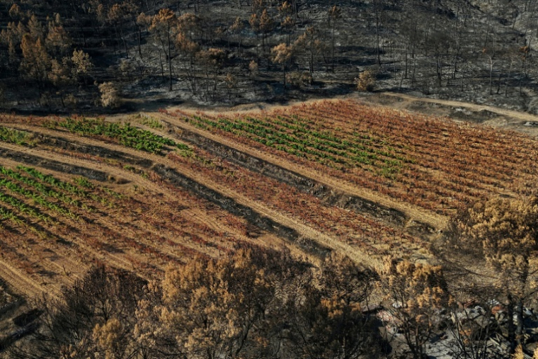 Vue aérienne des dégâts causés par les récents incendies dans les vignobles de la coopérative viticole de Correns, dans le Var, le 17 août 2026 ( AFP / Miguel MEDINA )