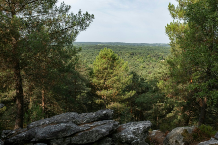 Vue d'ensemble de la forêt de Fontainebleau depuis le sentier des 25 bosses, au sud de Paris, le 6 août 2025 ( AFP / Martin LELIEVRE )