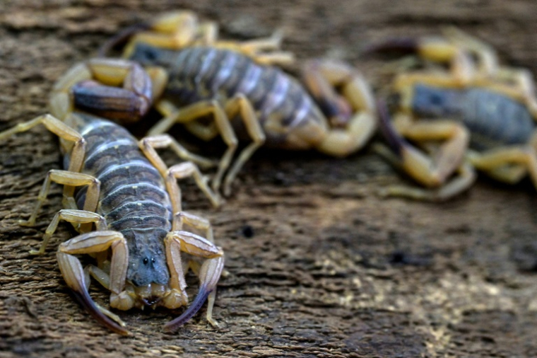 Des scorpions photographiés dans un institut scientifique, à Sao Paulo, au Brésil, le 2 octobre 2024 ( AFP / Nelson ALMEIDA )