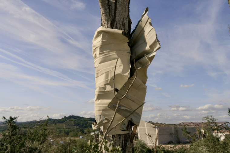 Une plaque de tôle enroulée autour du tronc d'un arbre après le passage d'une tornade, à Pomas, dans l'Aude, le 25 août 2026 ( AFP / Idriss Bigou-Gilles )