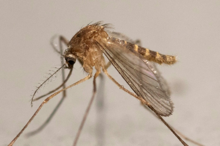 Culex Pipiens prospère autour de 25°C ( AFP / Martin LELIEVRE )