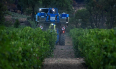 Vendanges dans les vignes de la coopérative viticole de Correns, dans le Var , le 17 août 2026 ( AFP / Miguel MEDINA )