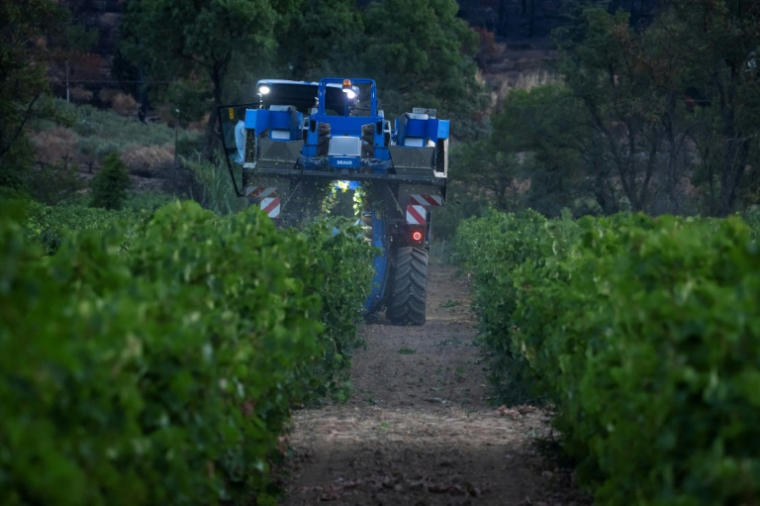 Vendanges dans les vignes de la coopérative viticole de Correns, dans le Var , le 17 août 2026 ( AFP / Miguel MEDINA )