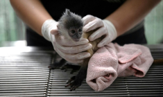 Un langur, un petit singe, intercepté par la police à l'aéroport de Bangkok alors qu'il allait être expédié en Inde, le 29 juin 2026 ( AFP / Lillian SUWANRUMPHA )
