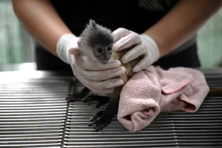 Un langur, un petit singe, intercepté par la police à l'aéroport de Bangkok alors qu'il allait être expédié en Inde, le 29 juin 2026 ( AFP / Lillian SUWANRUMPHA )