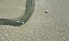 Des oies se déplacent sur un étang presque asséché près d'Oud-Hervelee, en Belgique, le 14 mai 2025 ( AFP / Nicolas TUCAT )