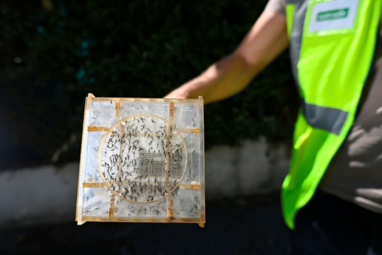 Un employé de Terratis relâche des mâles moustiques tigres stériles à Montpellier, dans l'Hérault le 5 juin 2026 ( AFP / Sylvain THOMAS )