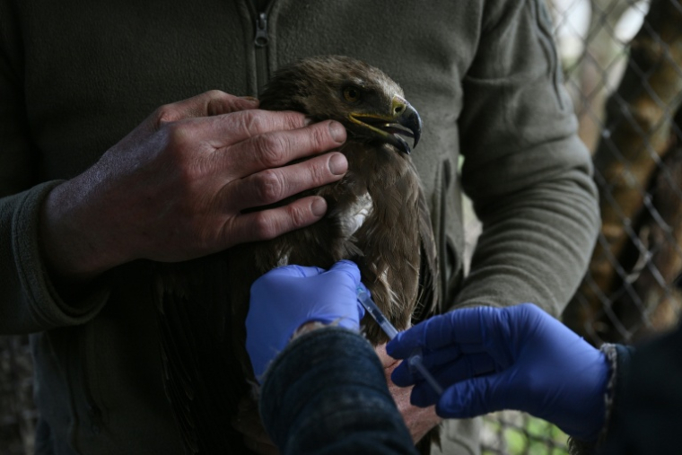 La directrice d'un refuge pour oiseaux, Iryna Snopko, fait une injection à un rapace blessé à Voropaïv, dans la région de Kiev, le 28 avril 2026 en Ukraine ( AFP / Genya SAVILOV )