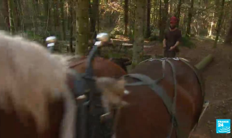 L'or vert des forêts de France