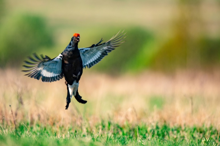 Un tétras dans un champ au Bélarus en mai 2018 ( AFP / MAXIM MALINOVSKY )