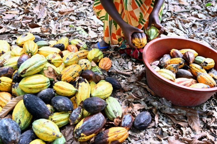 Des cabosses de cacao dans une plantation, près de Divo, le 20 octobre 2025 en Côte d'Ivoire ( AFP / Issouf SANOGO )