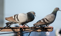 Vous pouvez alerter votre mairie si votre voisin nourrit régulièrement les pigeons, causant ainsi des nuisances. (illustration) (Rajesh Balouria / Pixabay)