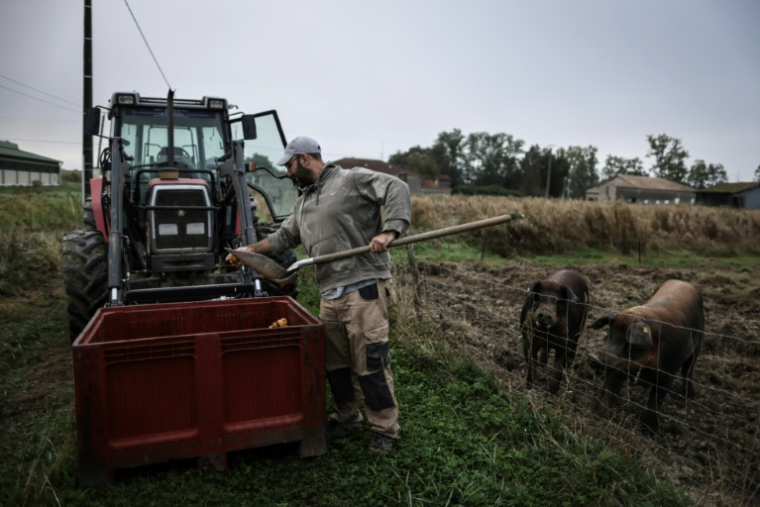 L'agriculteur Jérôme Caze nourrit ses cochons dans sa ferme à Meilhan-sur-Garonne, le 3 octobre 2024 dans le Lot-et-Garonne ( AFP / Thibaud MORITZ )