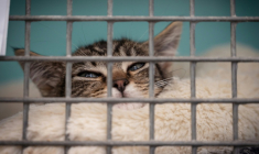 Les animaux, des victimes aussi reconnues par la justice ( AFP / BERTRAND GUAY )