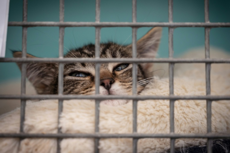Les animaux, des victimes aussi reconnues par la justice ( AFP / BERTRAND GUAY )