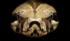 (Crédits: Unsplash - David Clode)