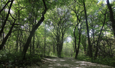 L'investissement dans une forêt rapporte en moyenne entre 1 et 2% par an. Mais il est nécessaire de s'entourer de professionnels, notamment pour toutes les questions liées à l'entretien et aux coupes d'arbres. (crédit : Atraktor Studio)