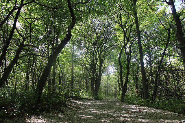 L'investissement dans une forêt rapporte en moyenne entre 1 et 2% par an. Mais il est nécessaire de s'entourer de professionnels, notamment pour toutes les questions liées à l'entretien et aux coupes d'arbres. (crédit : Atraktor Studio)
