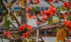 Des oiseauxs ur les branches d'un kapokier en fleurs à Hong Kong, le 16 mars 2026 ( AFP / Yan Zhao )