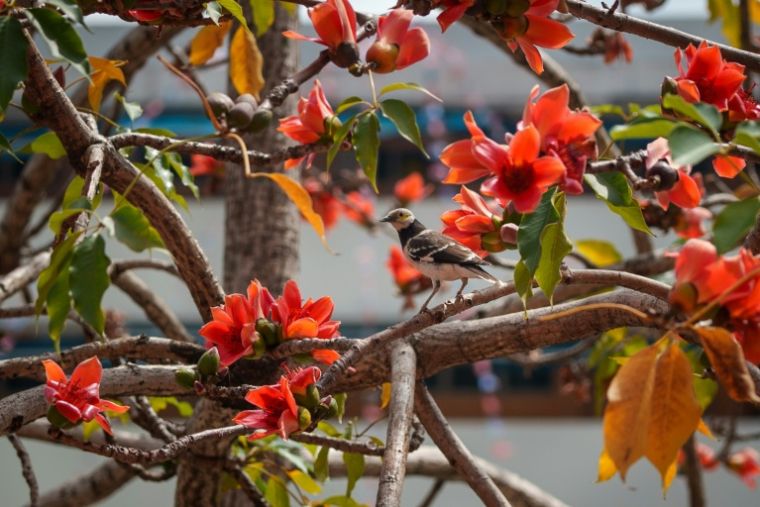 Des oiseauxs ur les branches d'un kapokier en fleurs à Hong Kong, le 16 mars 2026 ( AFP / Yan Zhao )