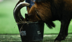 Le raté de l’année vient de D2 croate