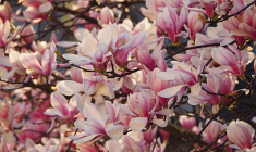 (Crédits photo : Unsplash -  Til Man )