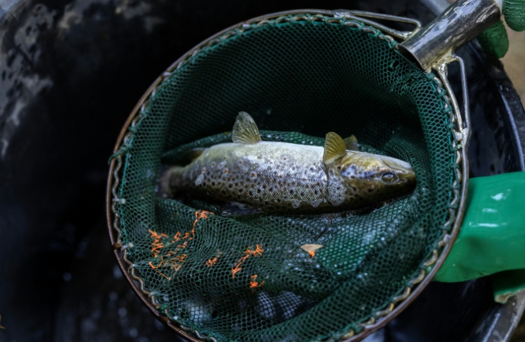 Une truite dans une épuisette va être relâchée plus en aval dans la rivière Odet,  affectée par un faible niveau d'eau, le 12 août 2026 à Coreay, dans le Finistère ( AFP / Fred TANNEAU )