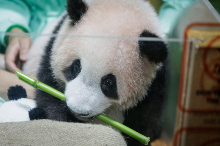 Le petit panda Satrio Wiratama, alias Rio, né il y a 170 jours, le 15 mai 2026 à Bogor, dans l'ouest de l'île de Java, en Indonésie ( AFP / Aditya Aji )