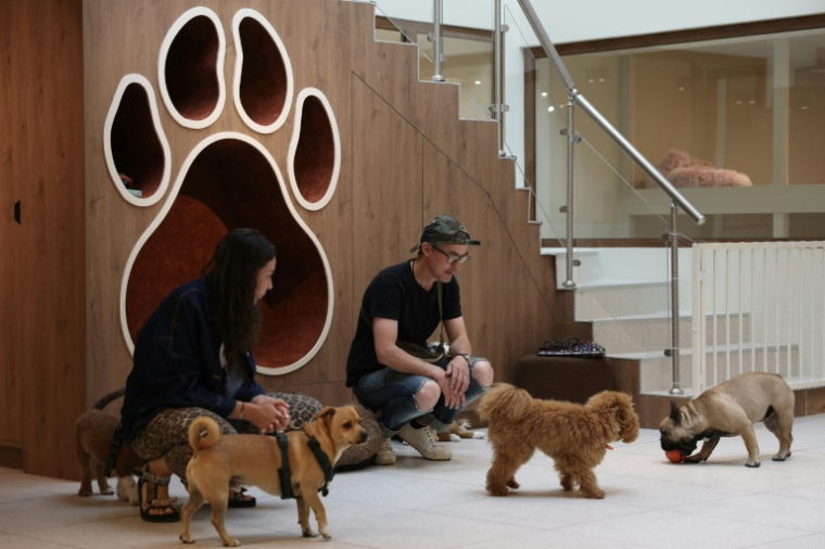 Des chiens au social club canin The Dogry à Paris, le 26 août 2025 ( AFP / XAVIER GALIANA )