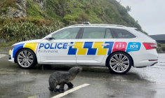 Cette photo prise le 27 septembre 2026 et diffusée le 28 septembre par la police néo-zélandaise montre un phoque traversant une route à Wellington ( NEW ZEALAND POLICE / Handout )