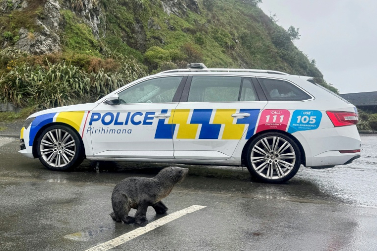 Cette photo prise le 27 septembre 2026 et diffusée le 28 septembre par la police néo-zélandaise montre un phoque traversant une route à Wellington ( NEW ZEALAND POLICE / Handout )