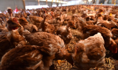 ( AFP / JEAN-FRANCOIS MONIER )