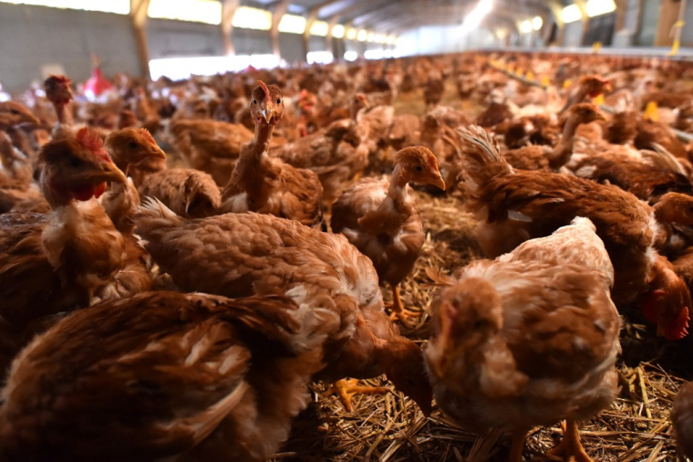 ( AFP / JEAN-FRANCOIS MONIER )