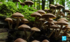 Le champignon, un allié hallucinant