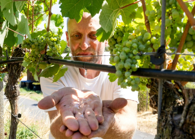 Le vigneron Florian Weingart utilise un système d'irrigation qui laisse l'eau s'écouler goutte à goutte au pied des ceps à Spay, dans l'ouest de l'Allemagne, le 14 août 2026 ( afp / Torsten Silz )